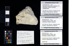 Foto (Objekt + Etikett) von Discutiolira moesica (Muţiu & Bădăluţă, 1971)  (NHMW-GEO-2014-0194-1018a)